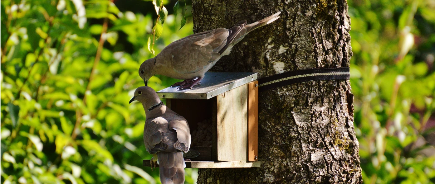 BIRDHOUSES Sales Shop -BIRDHOUSES Sales Shop 11111