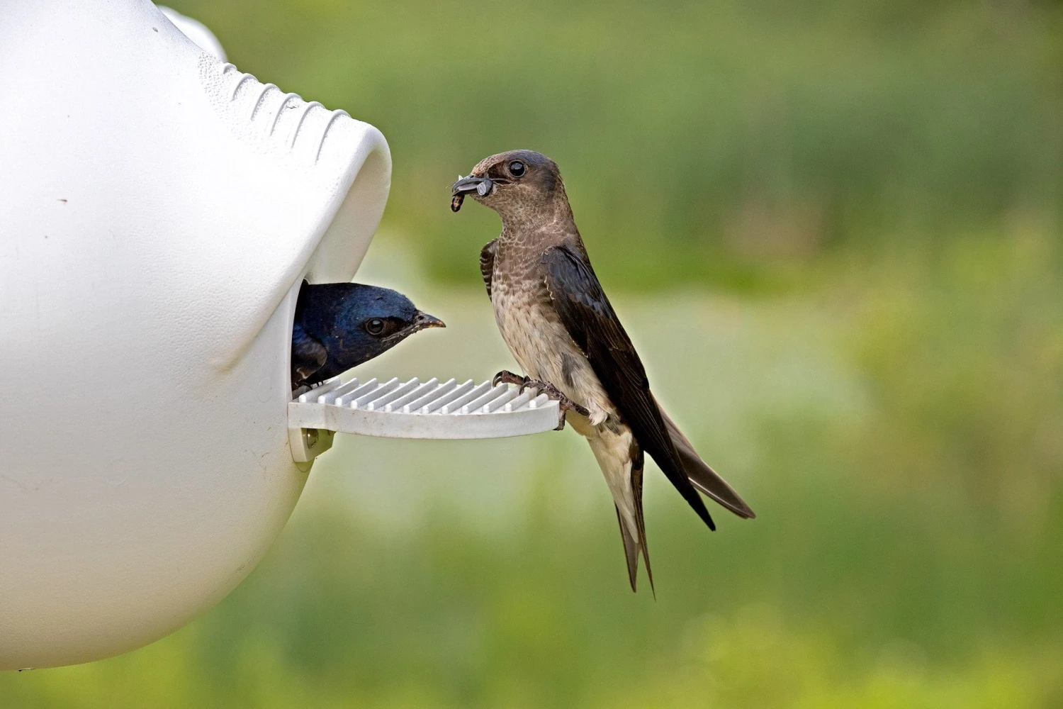 Troyer Purple Martin Houses Heavy-Duty Bolt-on Porches For Crescent SuperGourds 4 Troyer Purple Martin Houses Heavy-Duty Bolt-on Porches For Crescent SuperGourds