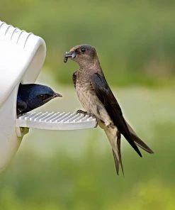 Troyer Purple Martin Houses Purple Martin Deluxe Gourd Rack System With 12 SuperGourds