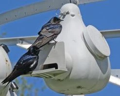 Purple Martin Deluxe Gourd Rack System With 18 Troyer Gourds Purple Martin Houses