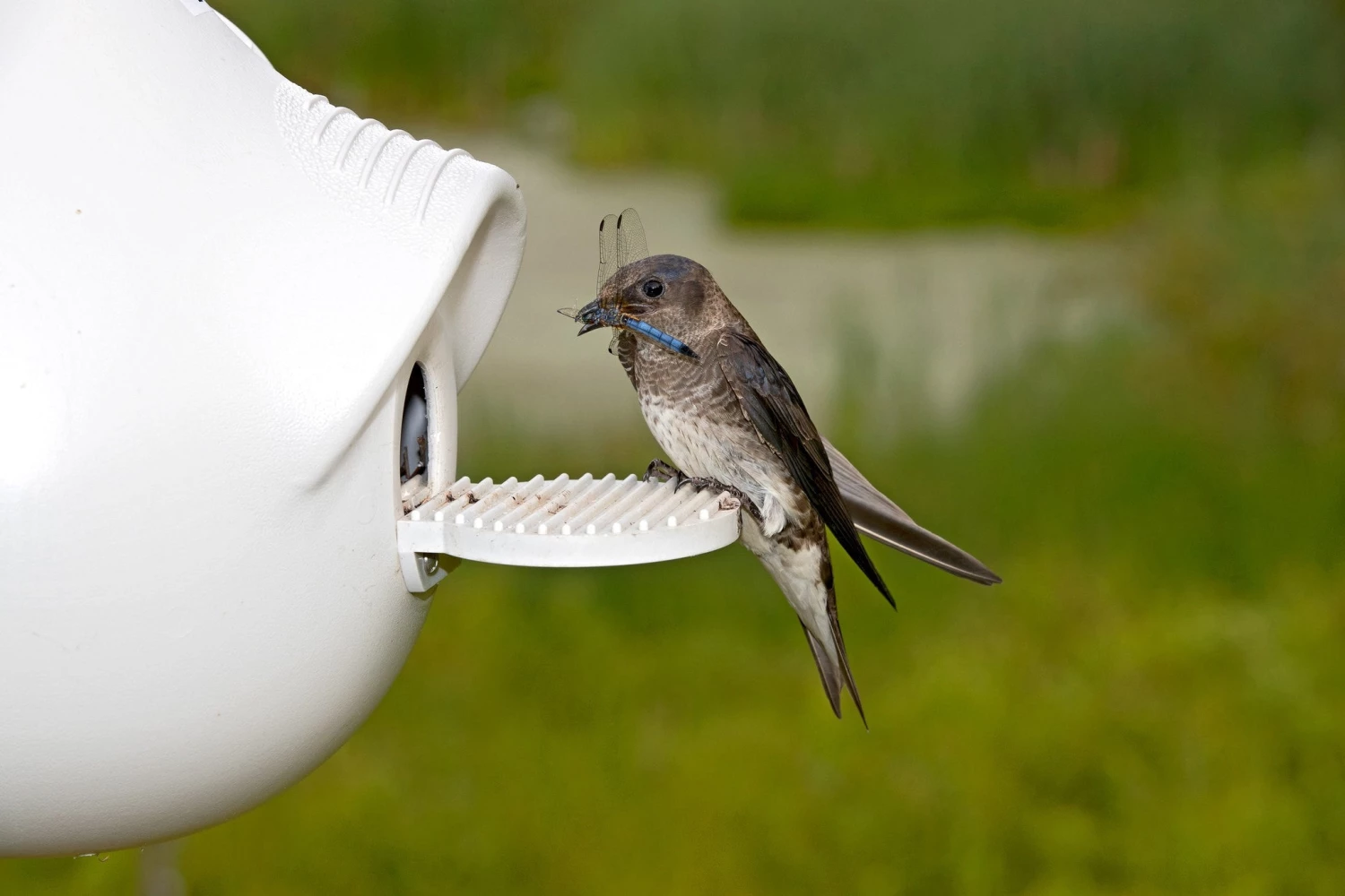 Troyer Purple Martin Houses Heavy-Duty Bolt-on Porches For Crescent SuperGourds 5 Troyer Purple Martin Houses Heavy-Duty Bolt-on Porches For Crescent SuperGourds