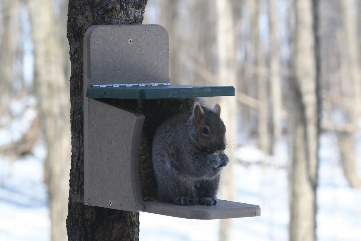 Squirrel Feeders Birds Choice RECYCLED SQUIRREL MUNCH BOX 1 Squirrel Feeders Birds Choice RECYCLED SQUIRREL MUNCH BOX