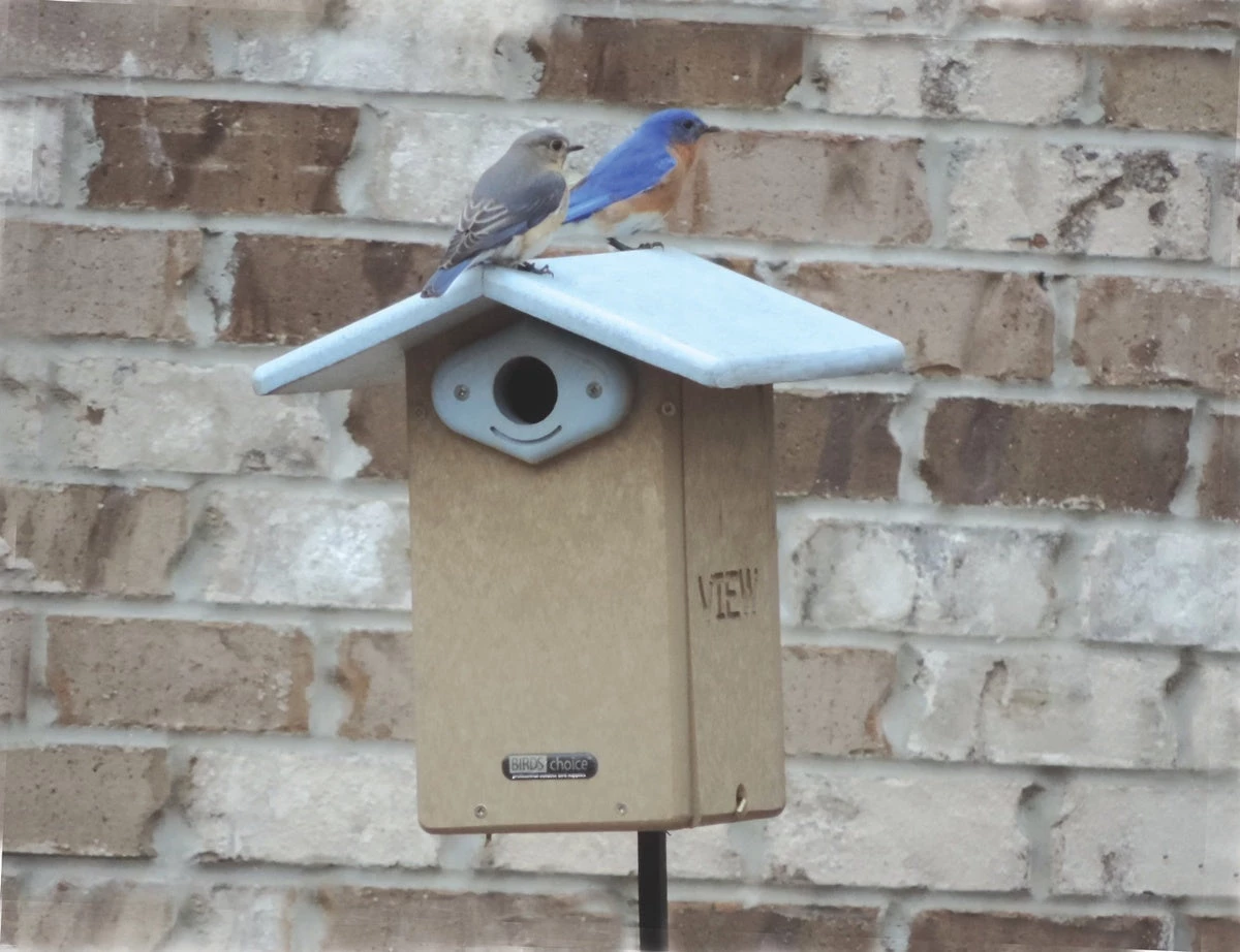 Birds Choice Recycled Ultimate Bluebird House Bird Houses 2 Birds Choice Recycled Ultimate Bluebird House Bird Houses
